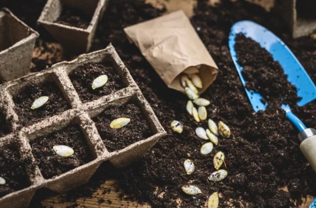 Seed Starting Container